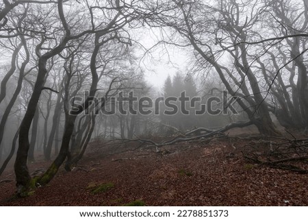 Contours of the branches and tree trunks of a mixed and deciduous forest in winter, without snow, with haze, or fog, and dead trees lying on the ground