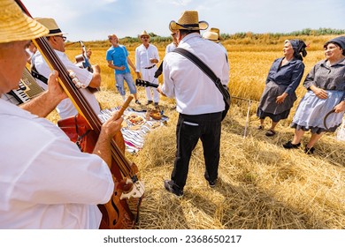 Contrabassist, musician plays contrabass using wooden, jingle bells stick music percussion. Music for happiness and success before farmers begin reaping grain manually in traditional rural way.