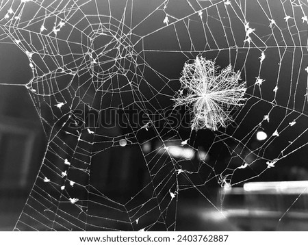 Contradictions between freedom and complexities