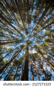 Contrapicado Of A Pine Forest With Vertical Trees. Vanishing Point. Pine Forest, Beautiful Nature Background, Endangered Forest, Pines Of God, Pine Mountain, Amazing Nature Of Spain