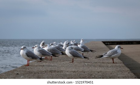 a contrarian seagull near the sea