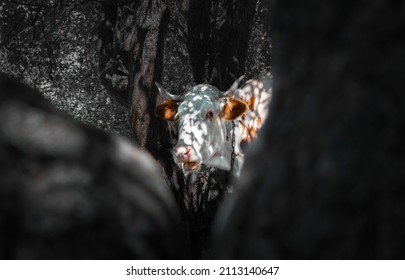 Contrast Cow In The Woods Scared