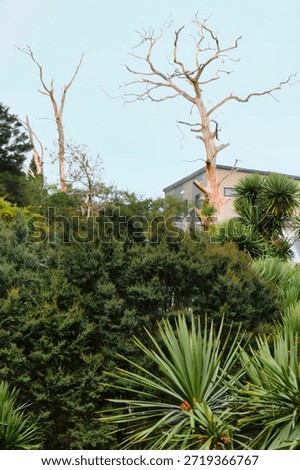 A contrast of dead, white-colored tree branches reaching into the sky above thick, vibrant green shrubs and tropical plants in a garden