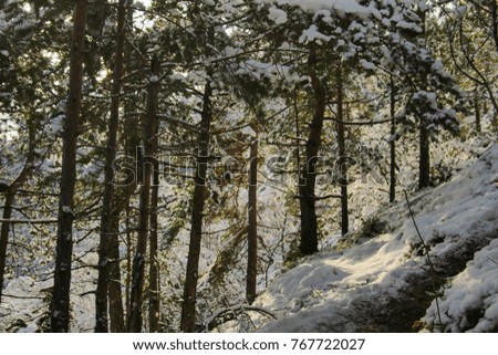 Similar – Image, Stock Photo jaw Environment Nature