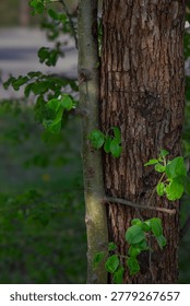 Contrast of two tree trunks growing side by side, one with smooth bark and another with rough deep textured brown bark, surrounded by fresh green leaves.