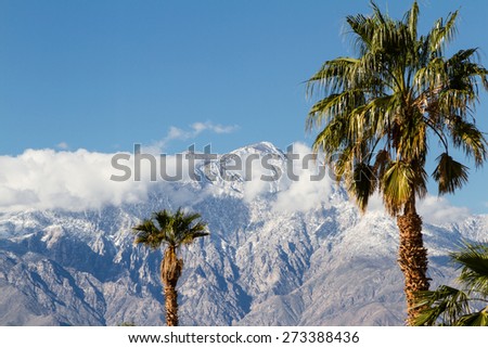 the contrast of winter in California. warm palm trees in the valley and snow in the high mountains