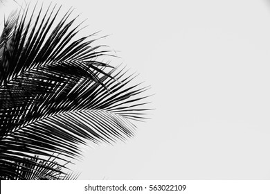 Contrasting black and white image palm tree against white background - Shutterstock ID 563022109