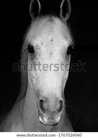 Similar – Image, Stock Photo Look me in the eyes mare.