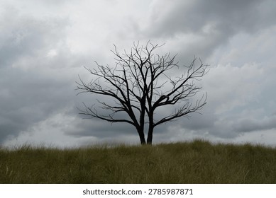 Contrasting image of a bare tree, possibly a deciduous species without leaves, silhouetted against a dramatic cloudy sky. The tree stands in a field of grass, adding depth to the landscape. The dramatic sky gives an eerie feeling.