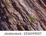 Contrasting Patterns Of Light And Shadows Carved Out Of The Red And Brown Sacramento Mountain Side With Vegetation Growing Out Of The Cracks And Crevices