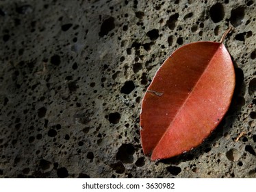 contrasty reddish leaf on stone