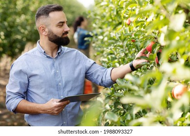 Control of fruit cultivation, check crop and management of eco farm with digital device. Bearded young guy farmer with tablet on plantation with green trees checks organic red apples in garden - Powered by Shutterstock