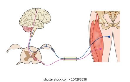 Circuits Box Diagram Nerves And Muscles