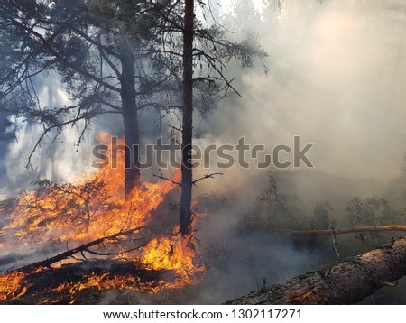 Controlled forest burning in Sweden