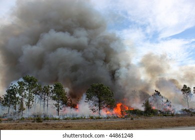 Controlled Forest Fire In Central Florida. Flames Are Well Developed In This Image, With Brush Fully Engaged And Pine Trees In Various Stages Of Burning. Black Smoke Billows From The Flames.