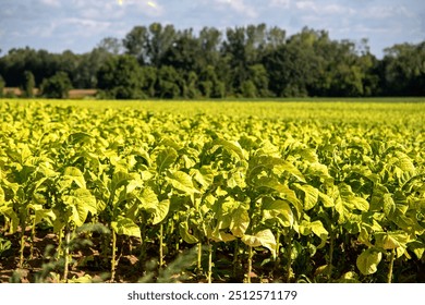 Controversial agricultural crop ripe tobacco plants leaves ready to pick harvest time. Heritage history Norfolk County Ontario Canada. Concept addiction lung disease cancer emphysema COPD. Farm field.