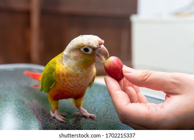 The Conure Is Eating Grapes