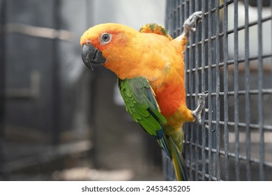 conure parakeet bird, orange green, captive cage caged aviary zoo pet, close portrait - Powered by Shutterstock