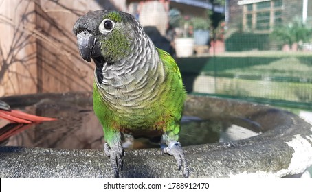 Conure Parrot On Birth Bath