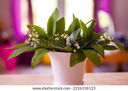 Convallaria, lilly of the valley in a white vase inside a house. Boken background, colorful background. White wase with green leaves and tiny white flowers in full bloom. 