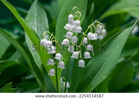 Convallaria majalis. Lily of the valley blooming in the spring forest