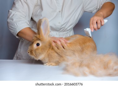 Convenient And Effective Pet Care. Removal Of Loose Tench And Undercoat In A Rabbit. Grooming.