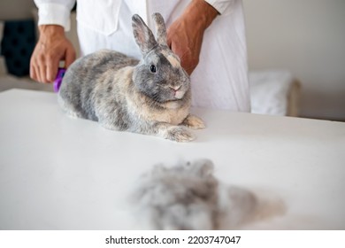 Convenient And Effective Pet Care. Removal Of Loose Tench And Undercoat In A Rabbit. Grooming.