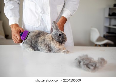 Convenient And Effective Pet Care. Removal Of Loose Tench And Undercoat In A Rabbit. Grooming.