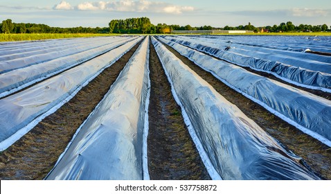 Converging asparagus beds covered with reflecting black plastic film on a sunny evening in the Dutch early summer season. Some asparagus tops touch the plastic film already.