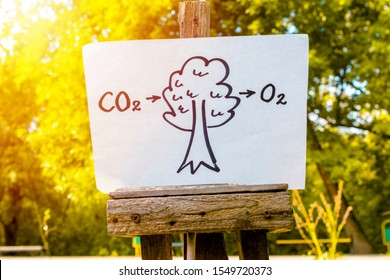 Conversion of Carbon Dioxide by Trees to Oxygen
