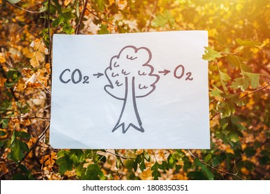 Conversion of Carbon Dioxide by Trees to Oxygen