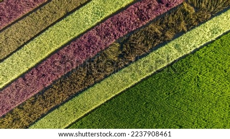Converting Demonstration Plot Rows of Riceberry Rice in High Angle View From Drone Camera