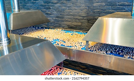 Conveyor Of The Factory For Cleaning And Cooking Nuts View Of The Production Line