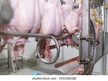 Conveyor Passes Chicken Through Head Puller Stock Photo 1931366180 ...