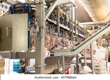 Conveyor Poultry Processing Modern Plant. Chicken Meat