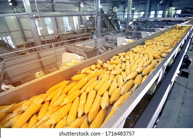 Conveyor Processing Of Ripe Corn 