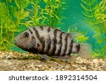 The convict cichlid (Amatitlania nigrofasciata) is a fish species from the family Cichlidae, native to Central America, also known as the zebra cichlid