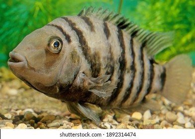 175 Convict cichlid Images, Stock Photos & Vectors | Shutterstock