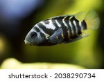 Convict cichlid (Amatitlania nigrofasciata) in home aquarium. Zebra cichlid