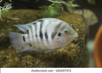 1,851 Cichlid scale Images, Stock Photos & Vectors | Shutterstock