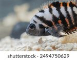 The convict cichlid fish Amatitlania nigrofasciata. Convict Cichlid fish swimming. Big beautiful nigrofasciata underwater close up. Cichlasoma nigrofasciatum, convict cichlid fish Amatitlania nigro.