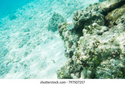 Convict Surgeonfish And Domino Damsel In The Reef Off The Coast Of Yejele Beach In Mare, New Caledonia