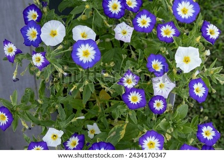 Convolvulus tricolor, Belle du Jour, Dwarf morning-glory planted in a cute tall container, flower pot. In ful blossom, Lovely mostly blue flowers, rich blooming.  Stockfoto © 