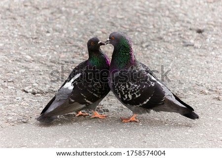 Cooing pigeons. Street love. Street pigeons are kissing.