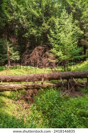 Cook Forest State Park and Clarion River Lands in scenic northwestern Pennsylvania, USA