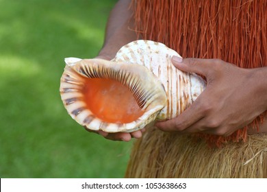 Cook Islander Man Holds A Conch Shell Horn.Seashell Horn Trumpet Sound Carries Over A Long Distances And Used By South Pacific People As Signaling Devices Rather Than Played Musical Instrument.