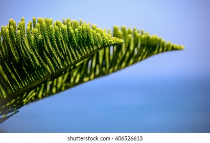 cook pine tree