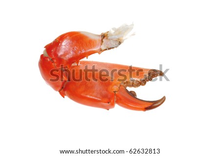 Cooked Crab Pincer On White Background