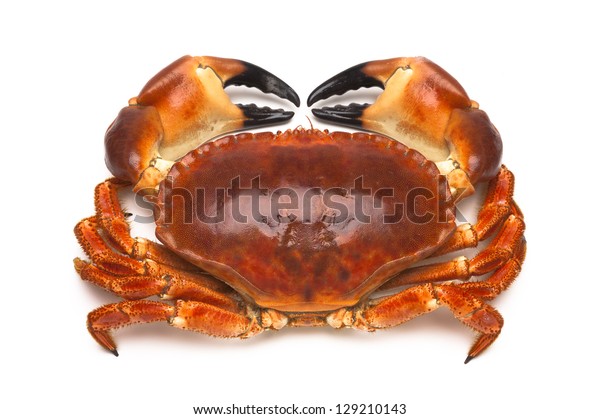 Crabe Comestible Cuit Cancer Pagurus Photo De Stock Modifiable