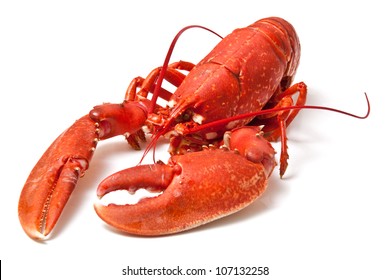 2,553 European Lobster Images, Stock Photos & Vectors | Shutterstock